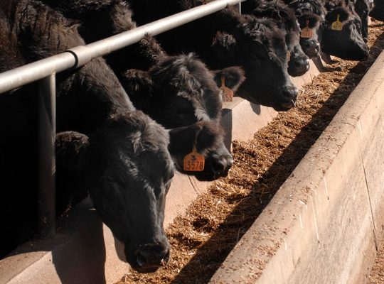 feedlot-cattle feedlot-cattle